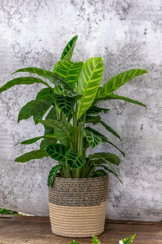 Calathéa avec cache pot à choisir, par Peyre Espace Floral, fleuriste à Draguignan
