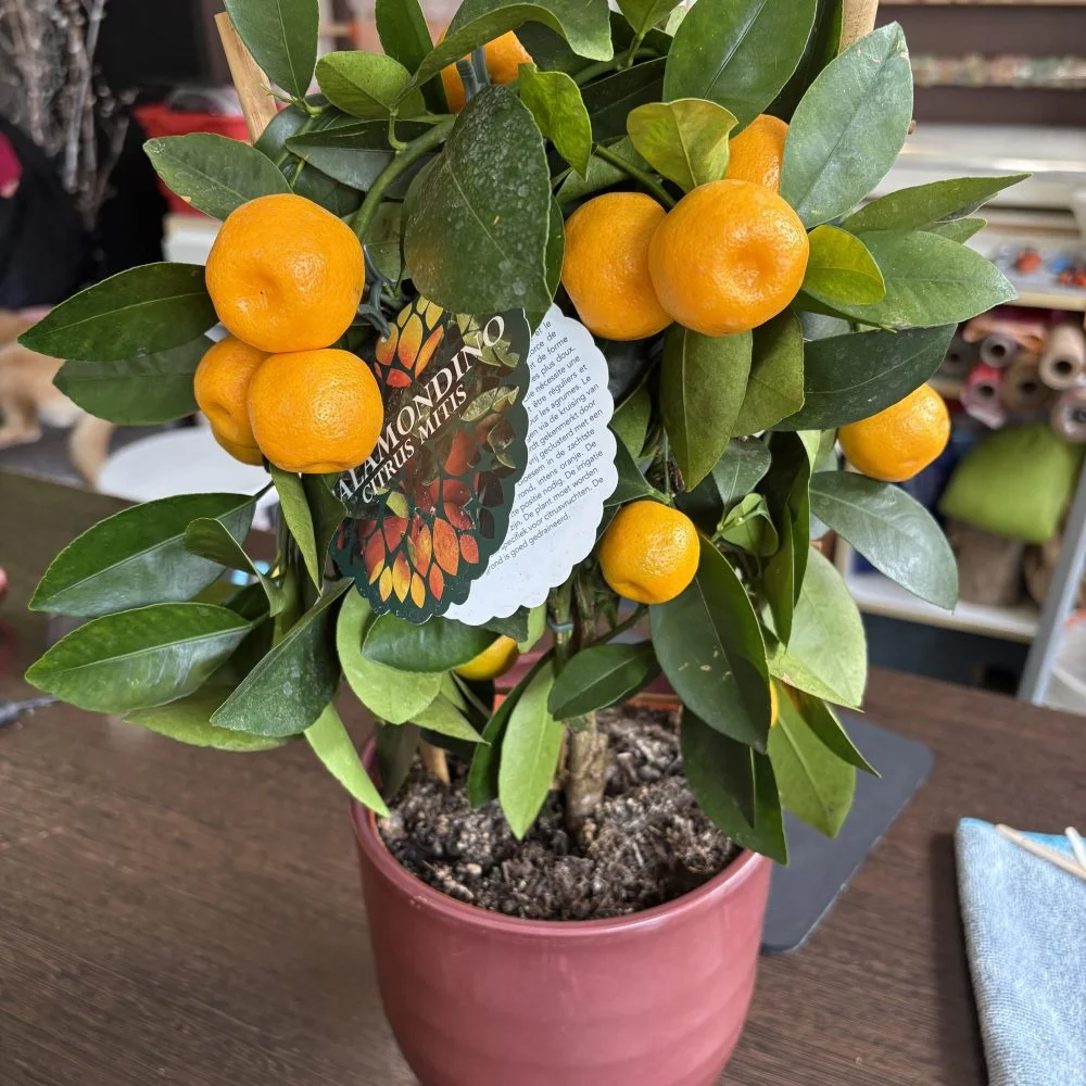Calamondin : oranger d'intérieur 40 cm, par Coeur de Fleur, fleuriste à Gembloux