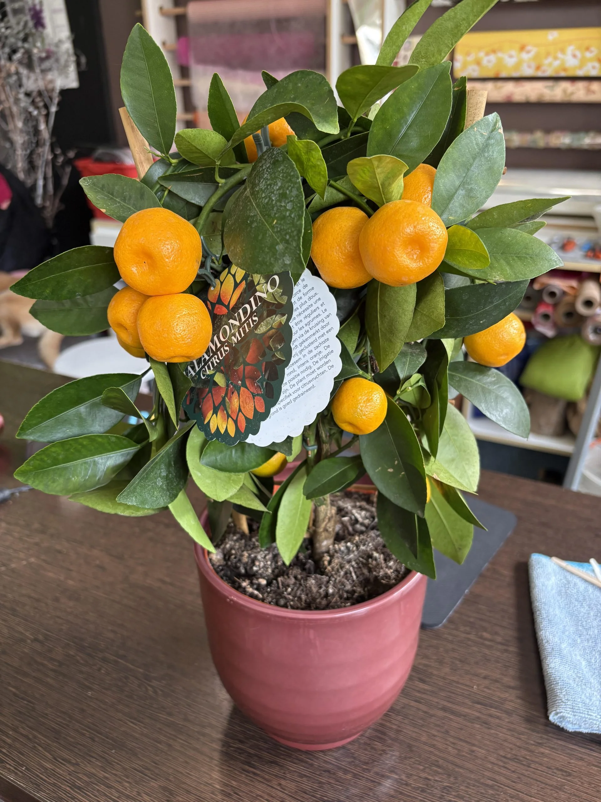Calamondin : oranger d&rsquo;intérieur 40 cm, par Coeur de Fleur, fleuriste à Gembloux