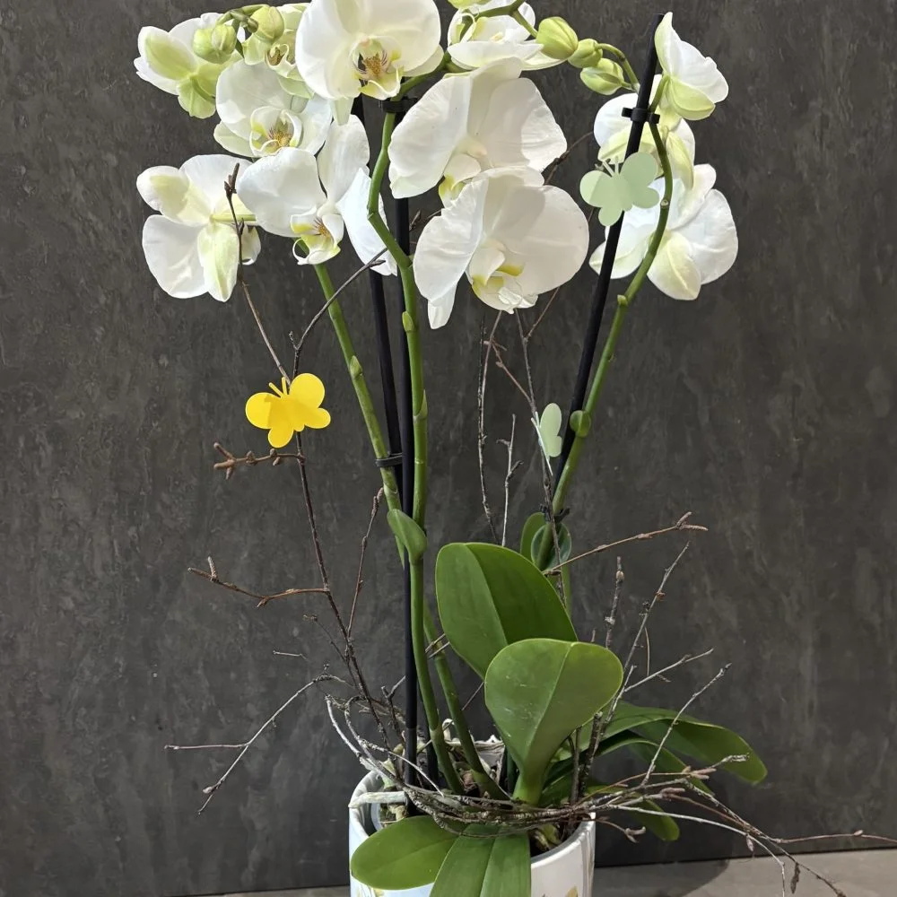ORCHIDEE, par A l'Orchidée & Co, fleuriste à Plérin