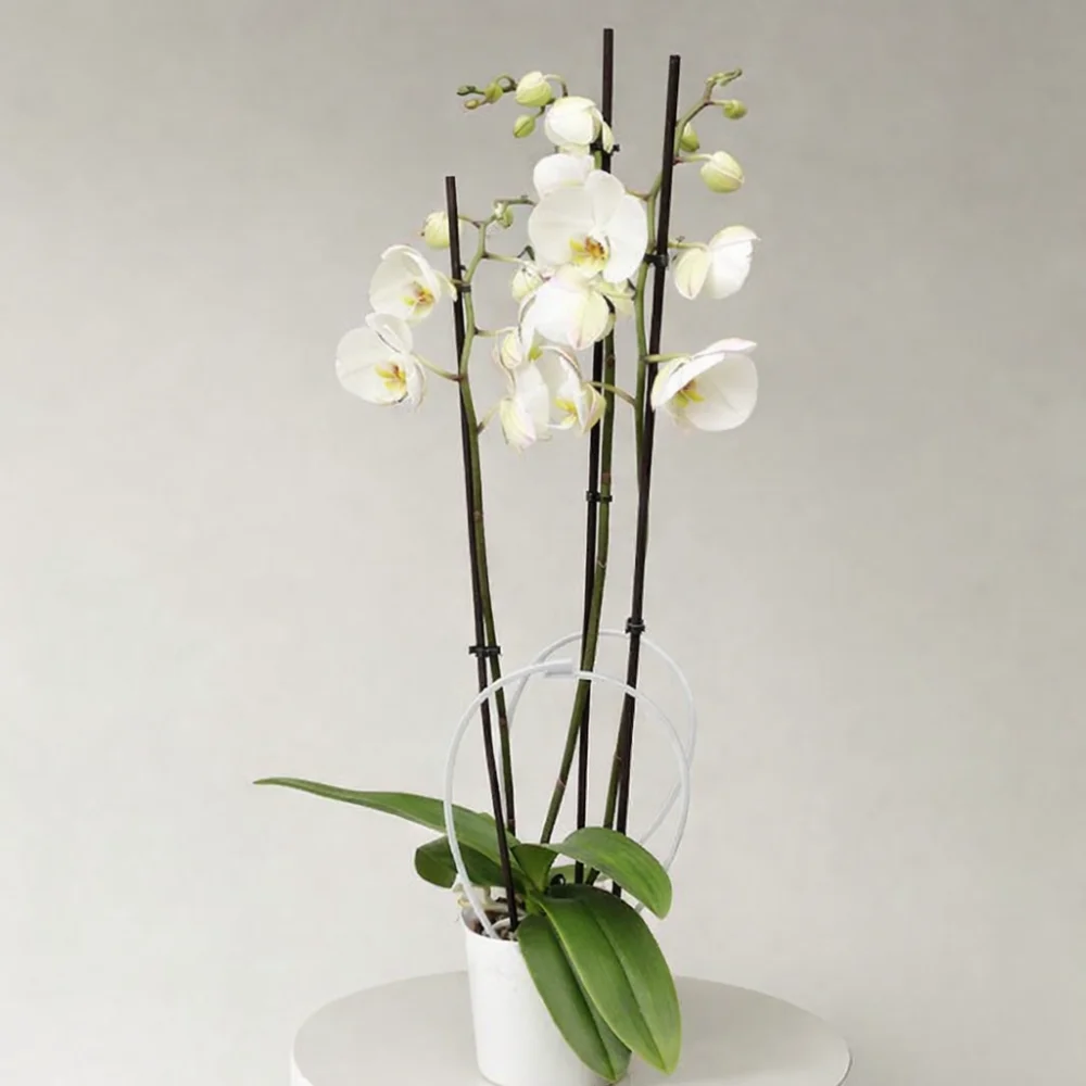 Orchidée, par Art Alia, fleuriste à Saint-Yrieix-sur-Charente