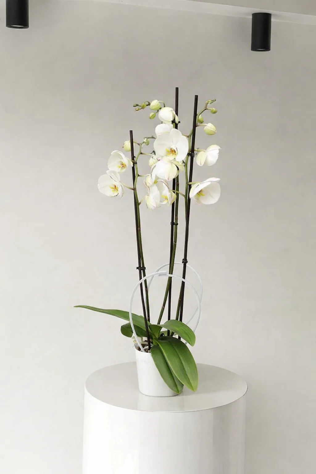 Orchidée, par Art Alia, fleuriste à Saint-Yrieix-sur-Charente