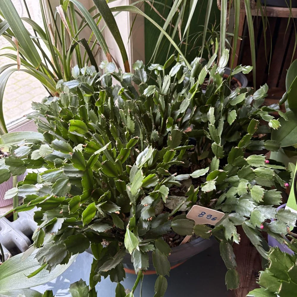 cactus de noël ( Schlumbergera ), par Coeur de Fleur, fleuriste à Gembloux