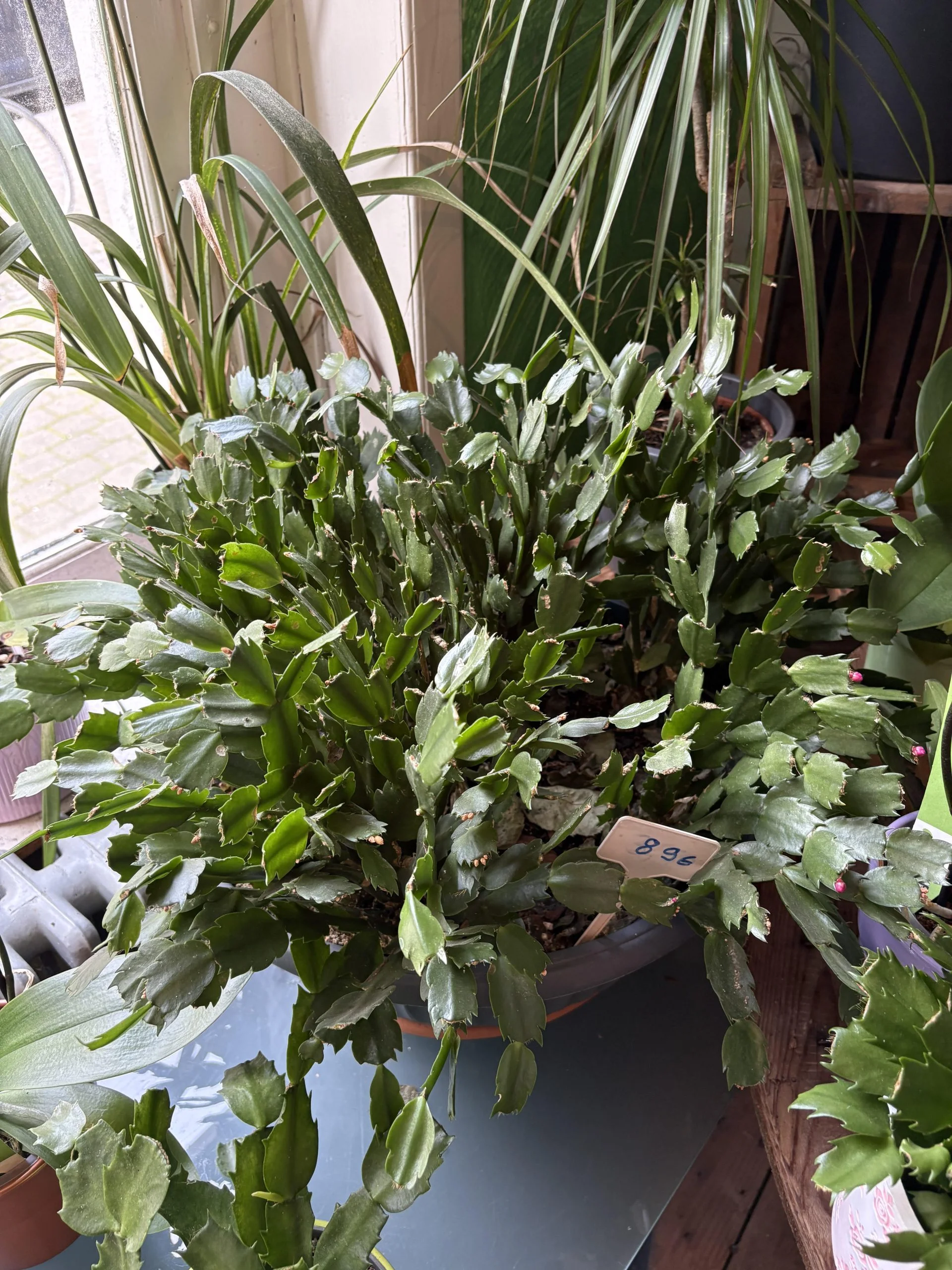 cactus de noël ( Schlumbergera ), par Coeur de Fleur, fleuriste à Gembloux