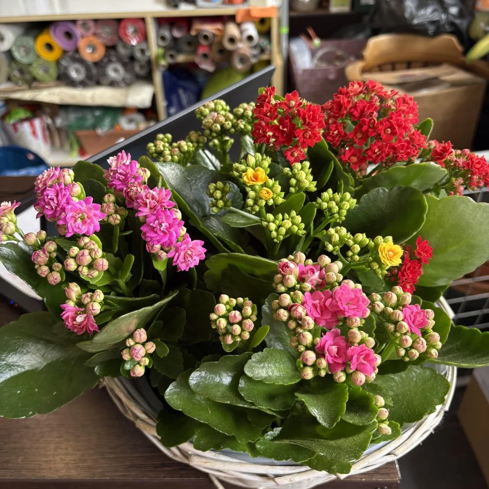Panier de même plante de saison, par Coeur de Fleur, fleuriste à Gembloux