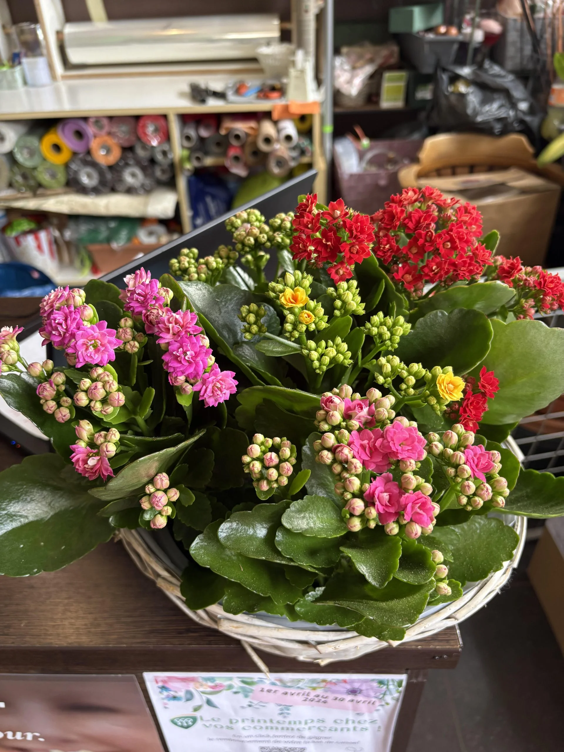 Panier de même plante de saison, par Coeur de Fleur, fleuriste à Gembloux