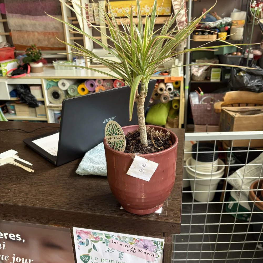 Dracaena marginata 40cm, par Coeur de Fleur, fleuriste à Gembloux
