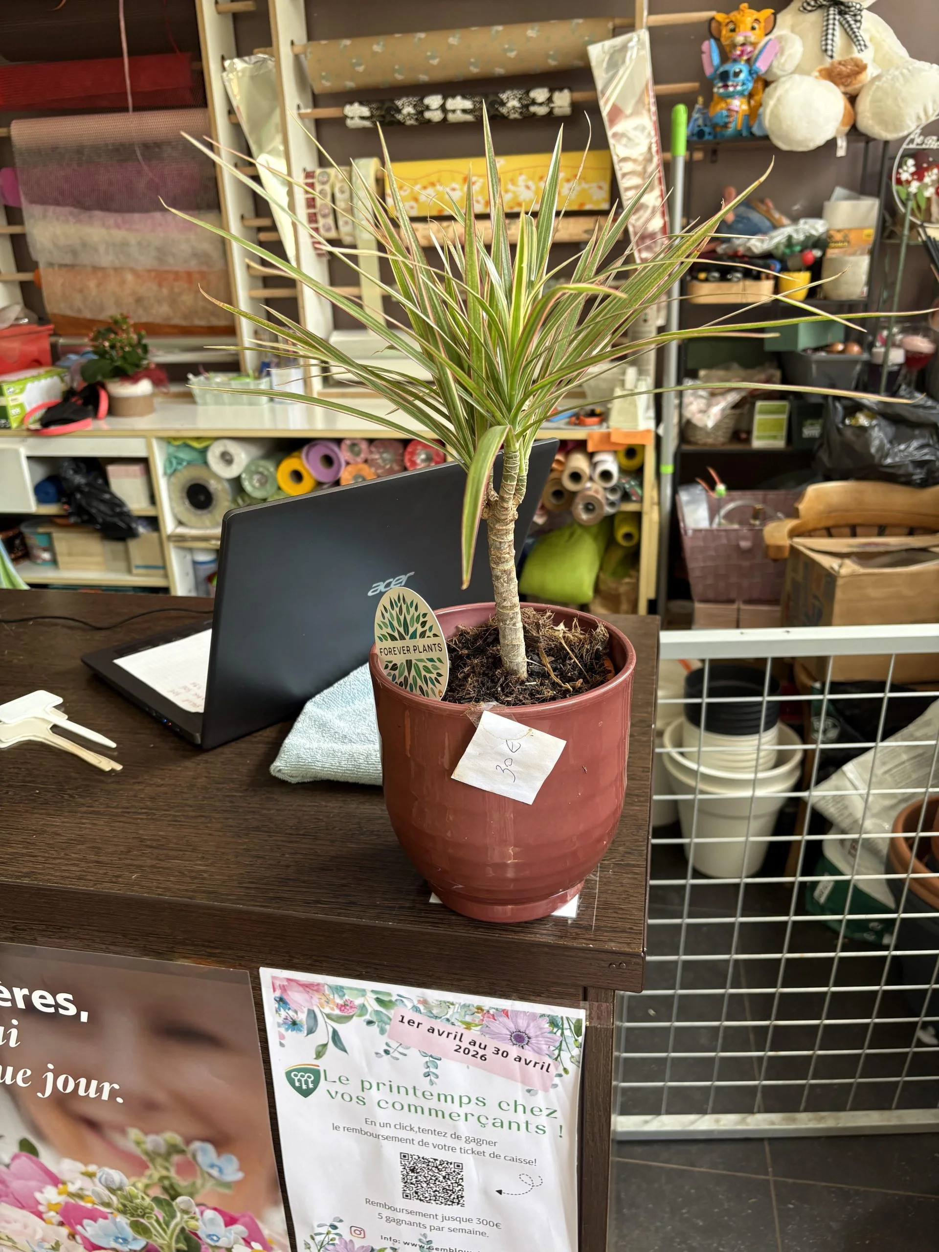 Dracaena marginata 40cm, par Coeur de Fleur, fleuriste à Gembloux