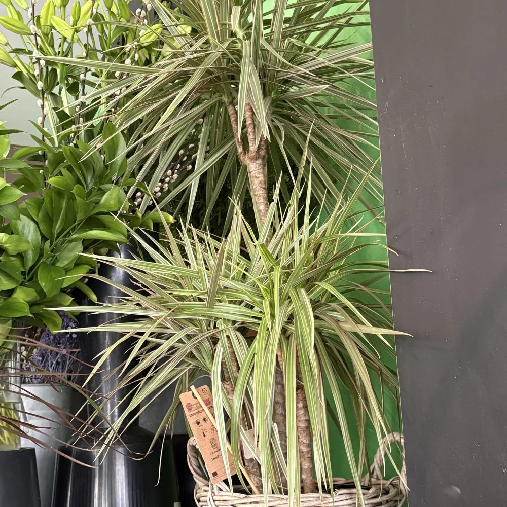 Dracaena marginata panaché 1 mètre 20 panier inclut, par Coeur de Fleur, fleuriste à Gembloux