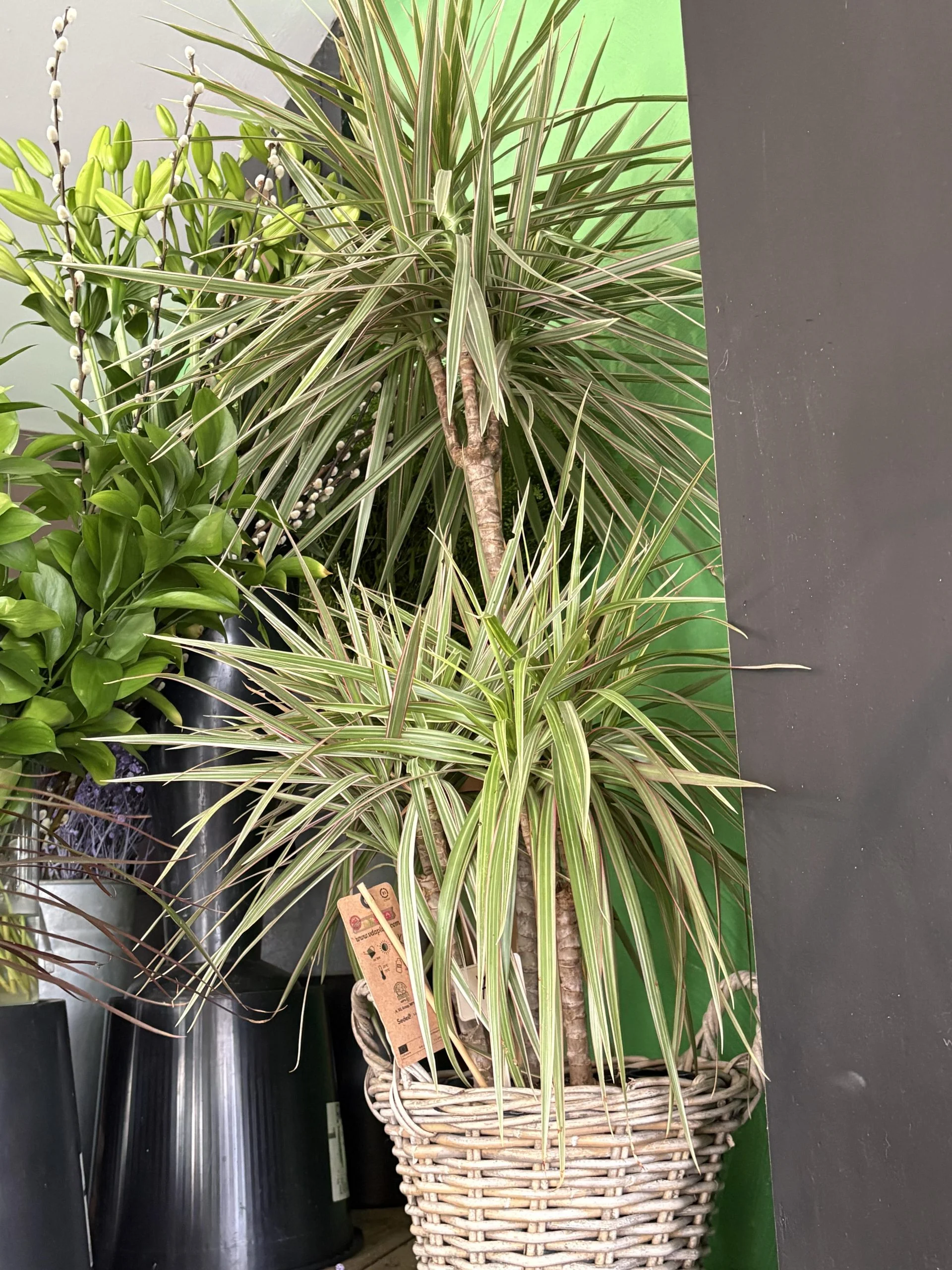 Dracaena marginata panaché 1 mètre 20 panier inclut, par Coeur de Fleur, fleuriste à Gembloux