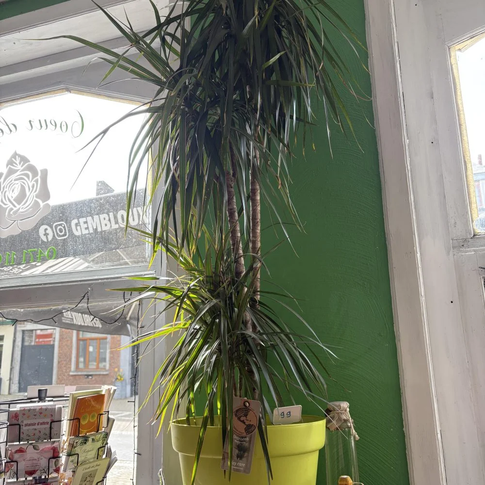 Dracaena marginata 1 mètre 70, pot inclut, par Coeur de Fleur, fleuriste à Gembloux
