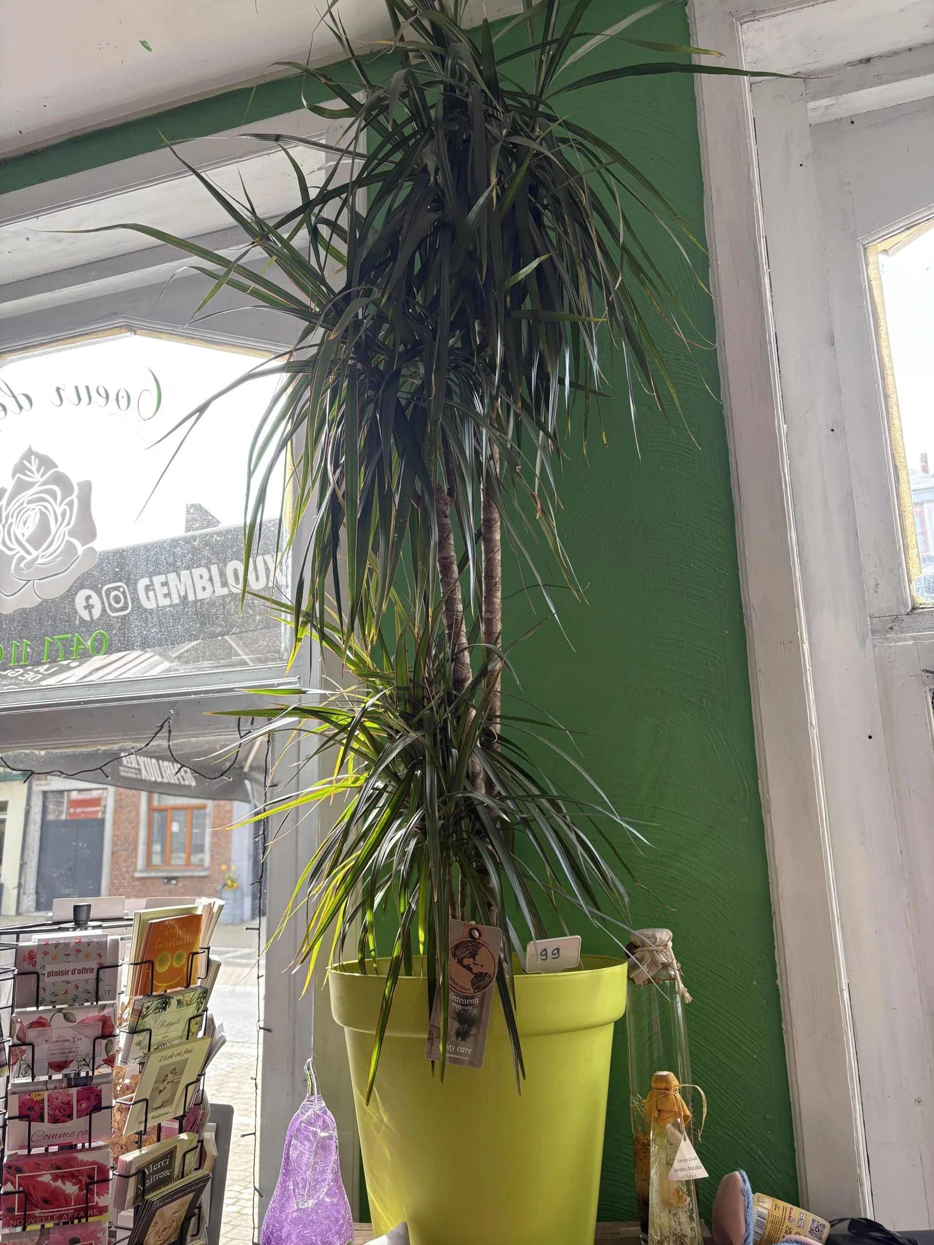 Dracaena marginata 1 mètre 70, pot inclut, par Coeur de Fleur, fleuriste à Gembloux