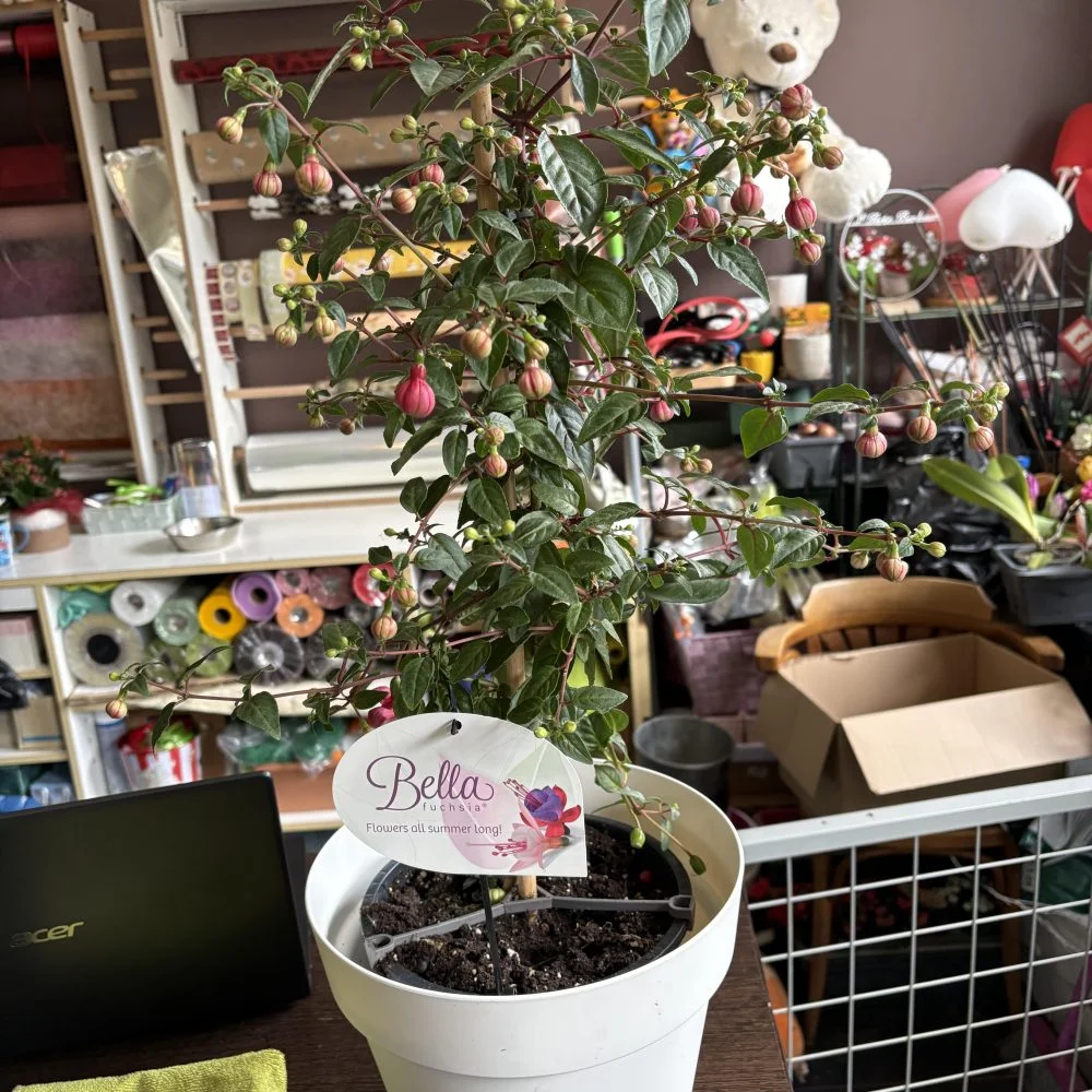 Fuchsia sur tige pot inclut, par Coeur de Fleur, fleuriste à Gembloux