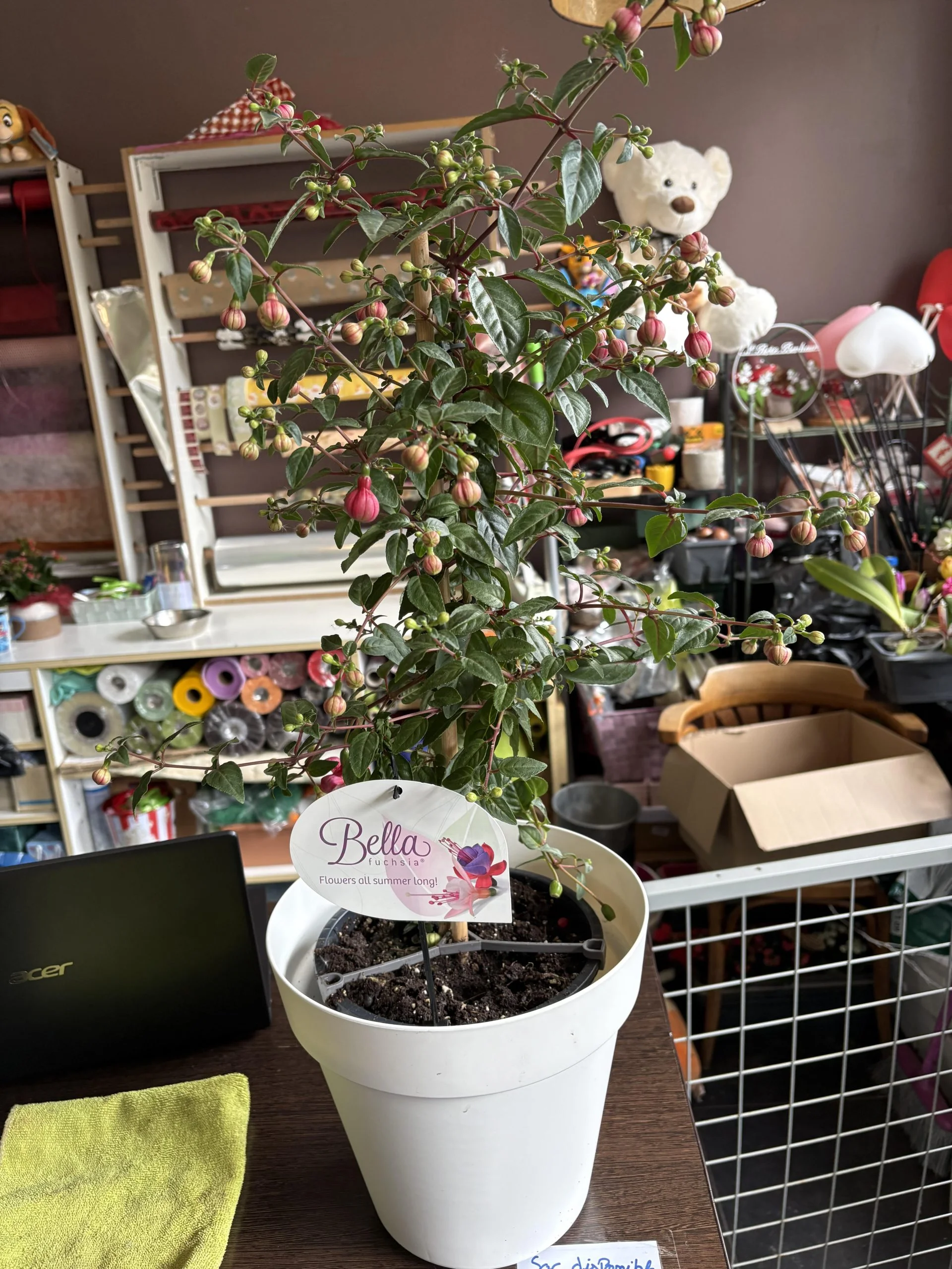 Fuchsia sur tige pot inclut, par Coeur de Fleur, fleuriste à Gembloux