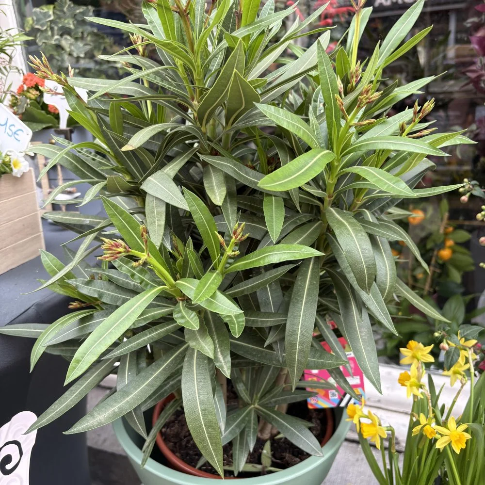Laurier rose ( Nerium oleander ) Pot inclut 70 cm, par Coeur de Fleur, fleuriste à Gembloux