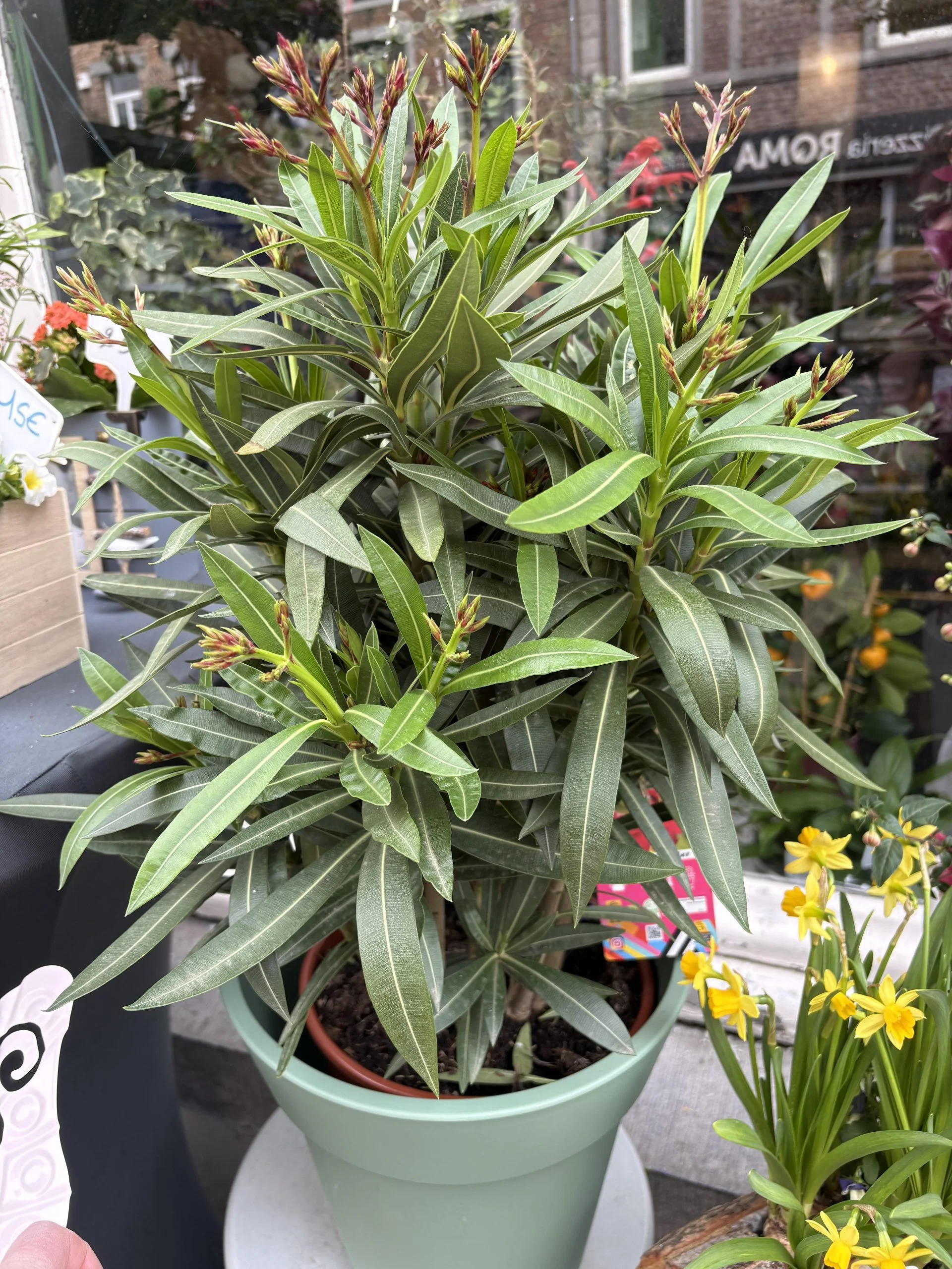 Laurier rose ( Nerium oleander ) Pot inclut 70 cm, par Coeur de Fleur, fleuriste à Gembloux