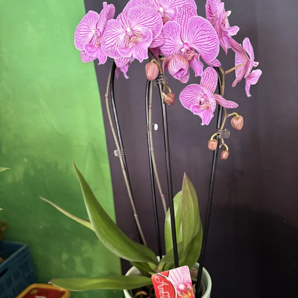 orchidée sur arceau, par Coeur de Fleur, fleuriste à Gembloux