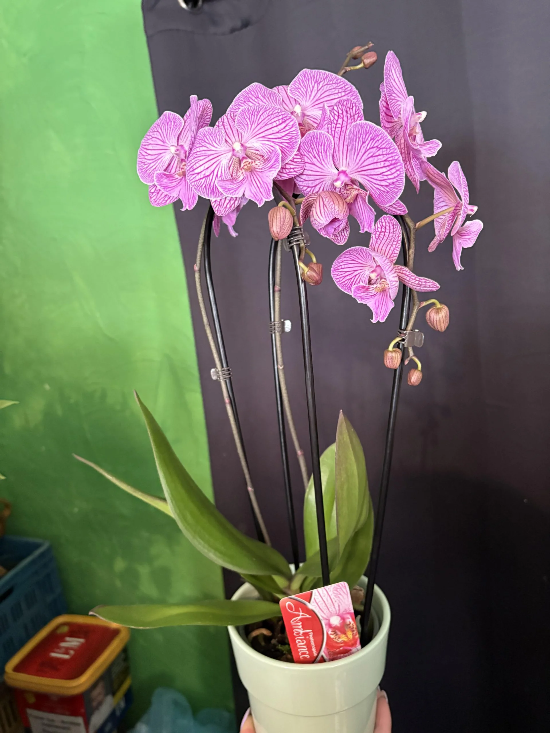 orchidée sur arceau, par Coeur de Fleur, fleuriste à Gembloux