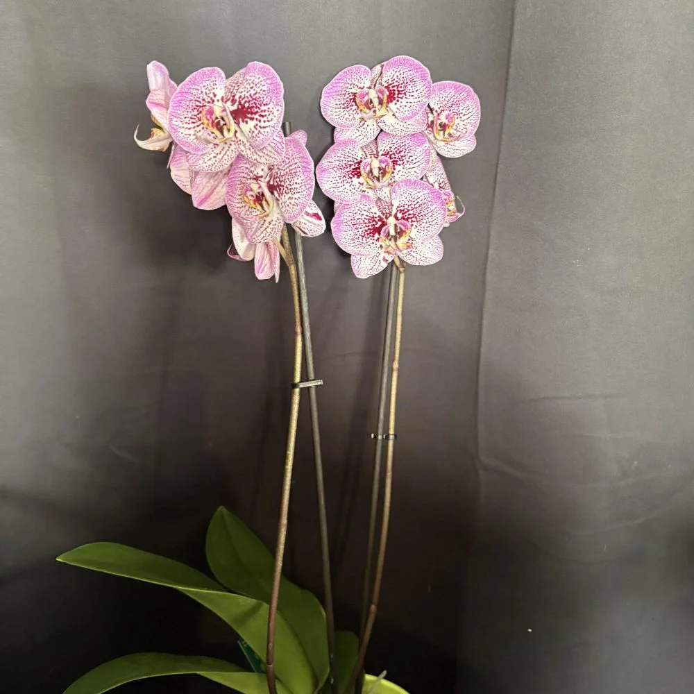 Orchidée, par Coeur de Fleur, fleuriste à Gembloux