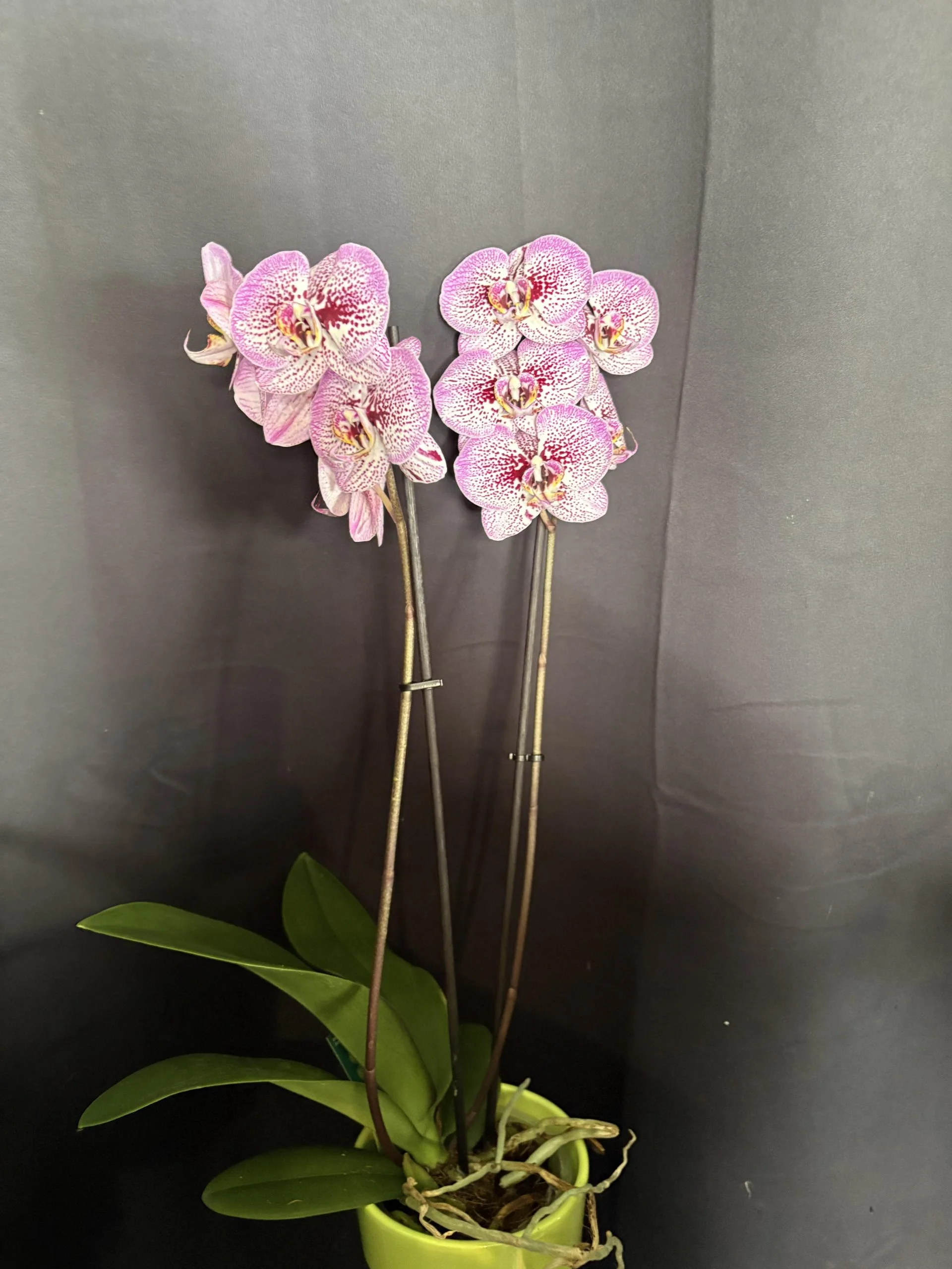 Orchidée, par Coeur de Fleur, fleuriste à Gembloux