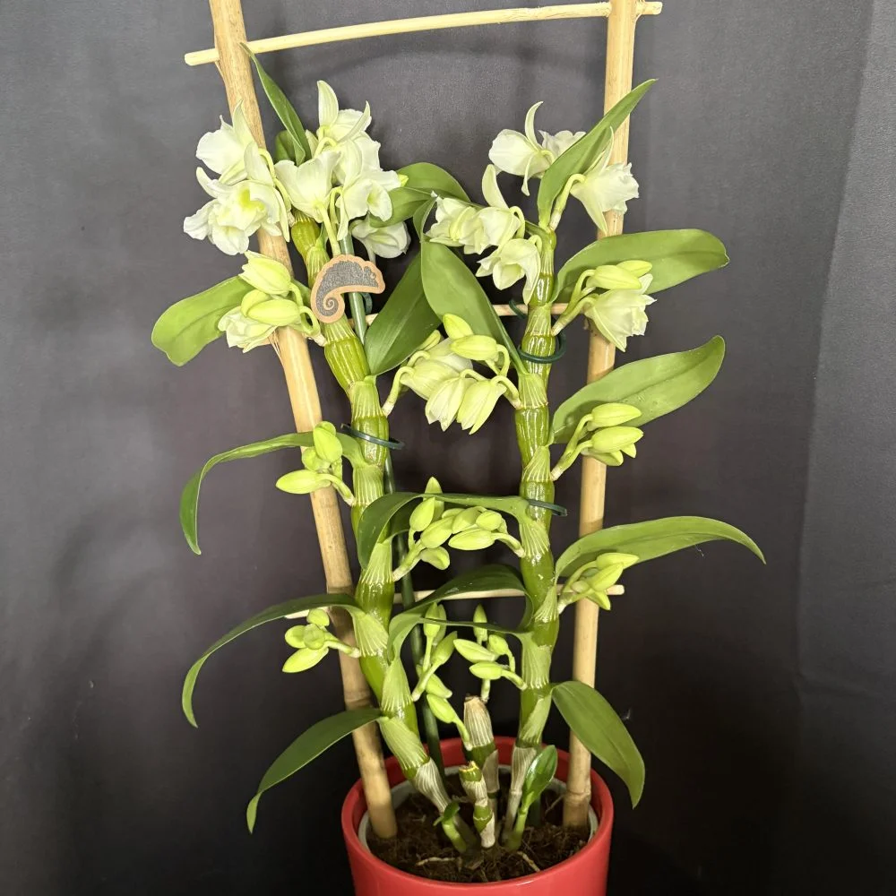 orchidées spécial, par Coeur de Fleur, fleuriste à Gembloux