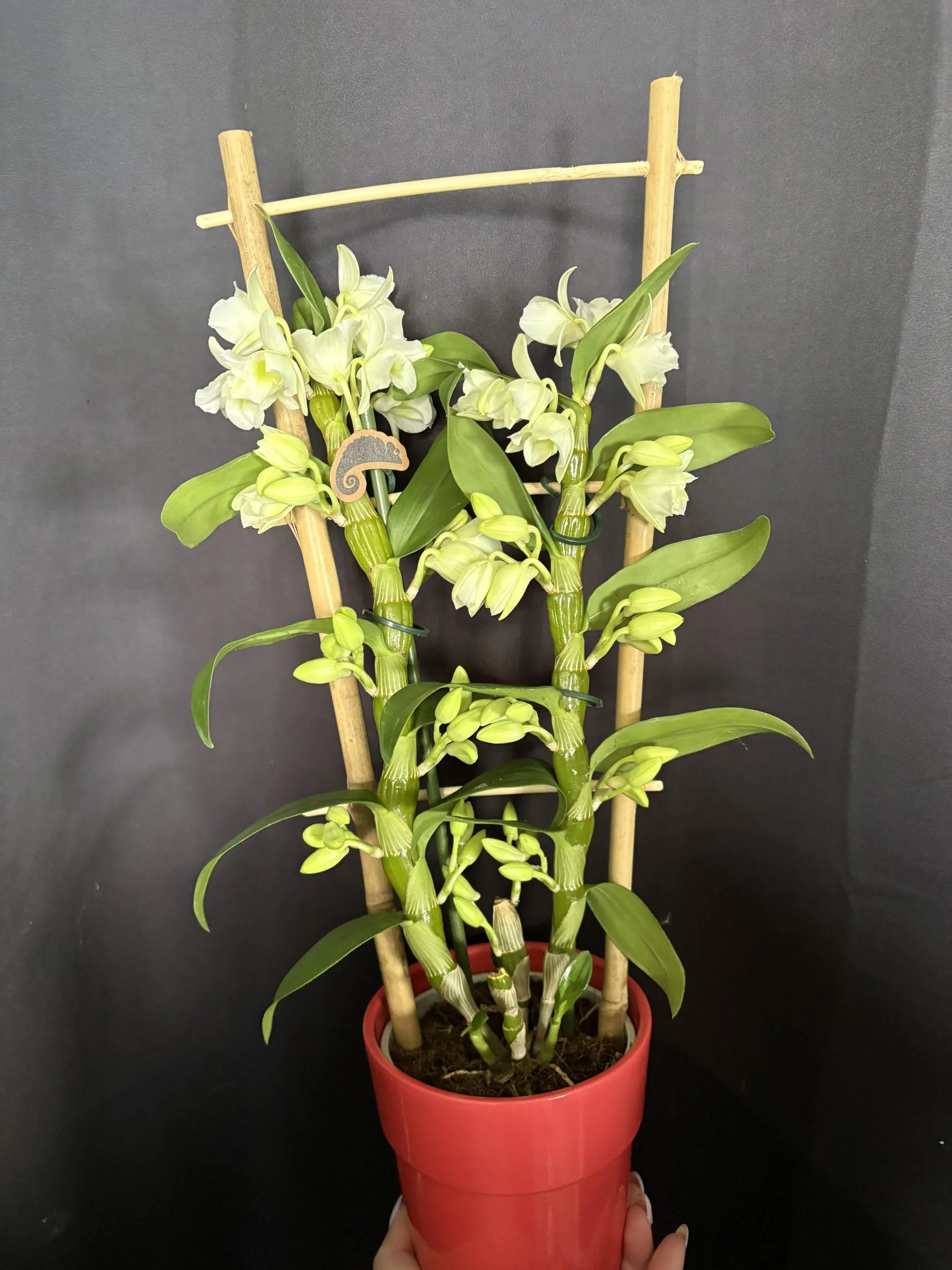 orchidées spécial, par Coeur de Fleur, fleuriste à Gembloux