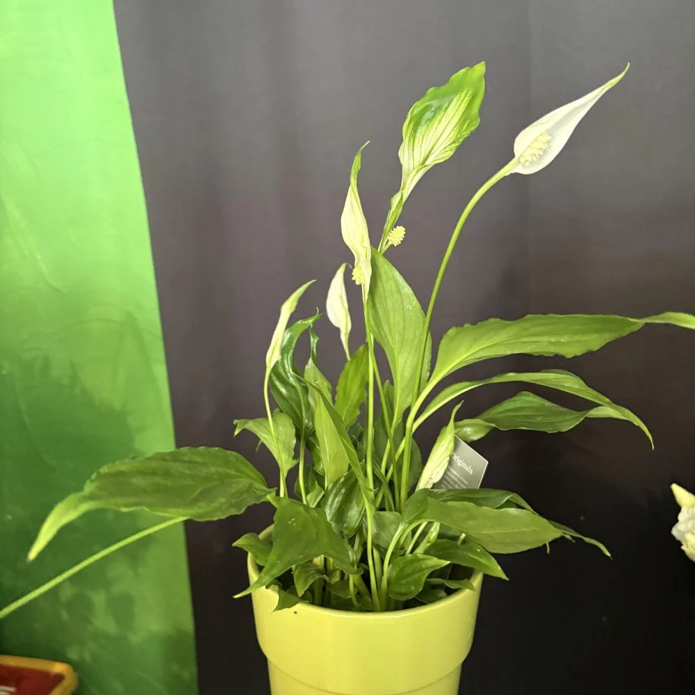Spathiphyllum 35 cm de hauteur ( fleur de lune ), par Coeur de Fleur, fleuriste à Gembloux