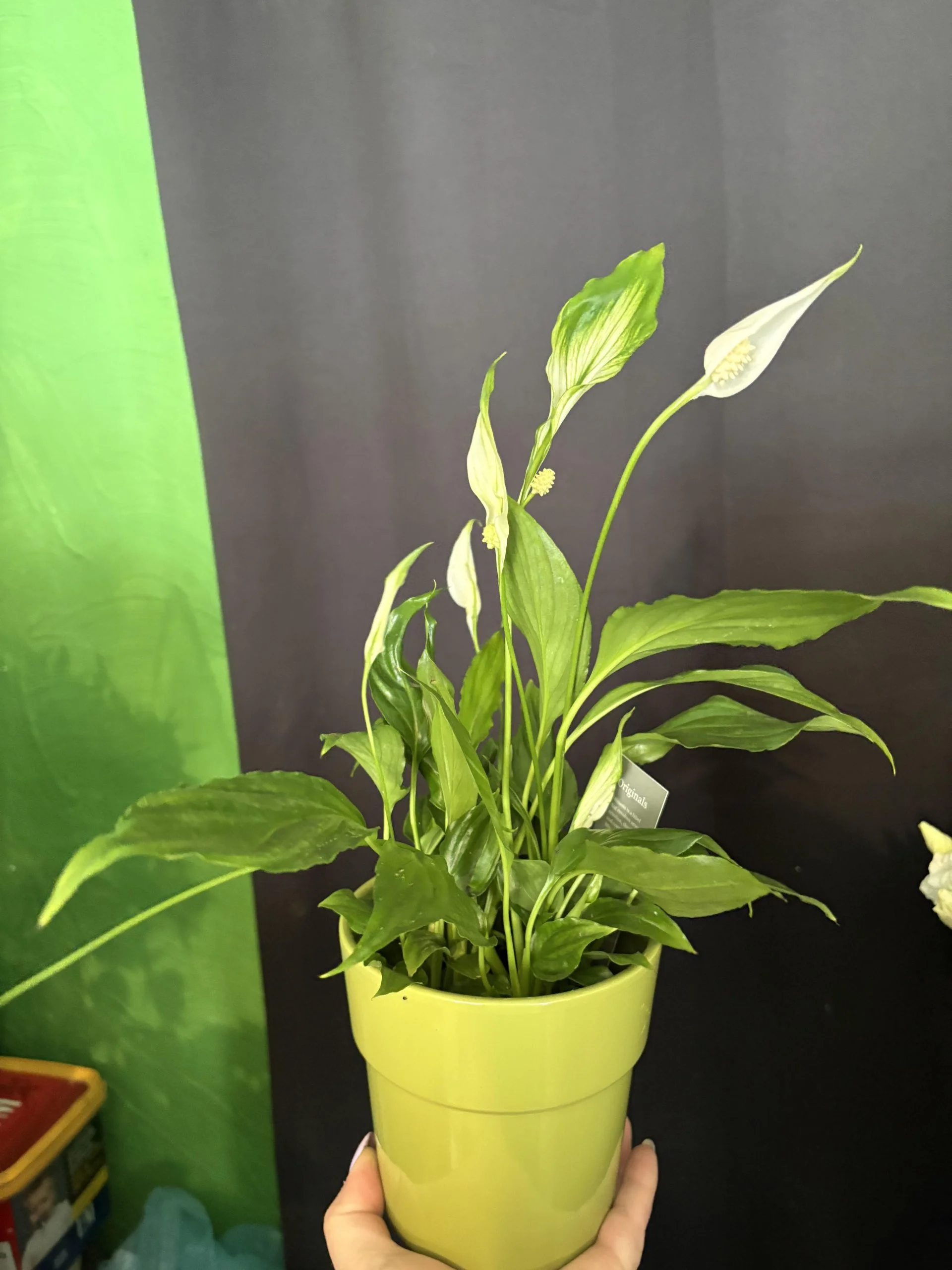 Spathiphyllum 35 cm de hauteur ( fleur de lune ), par Coeur de Fleur, fleuriste à Gembloux
