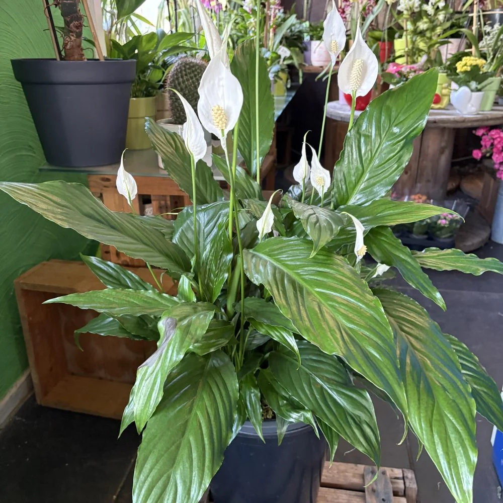 Spathiphyllum 90 cm de hauteur ( fleur de lune ), par Coeur de Fleur, fleuriste à Gembloux