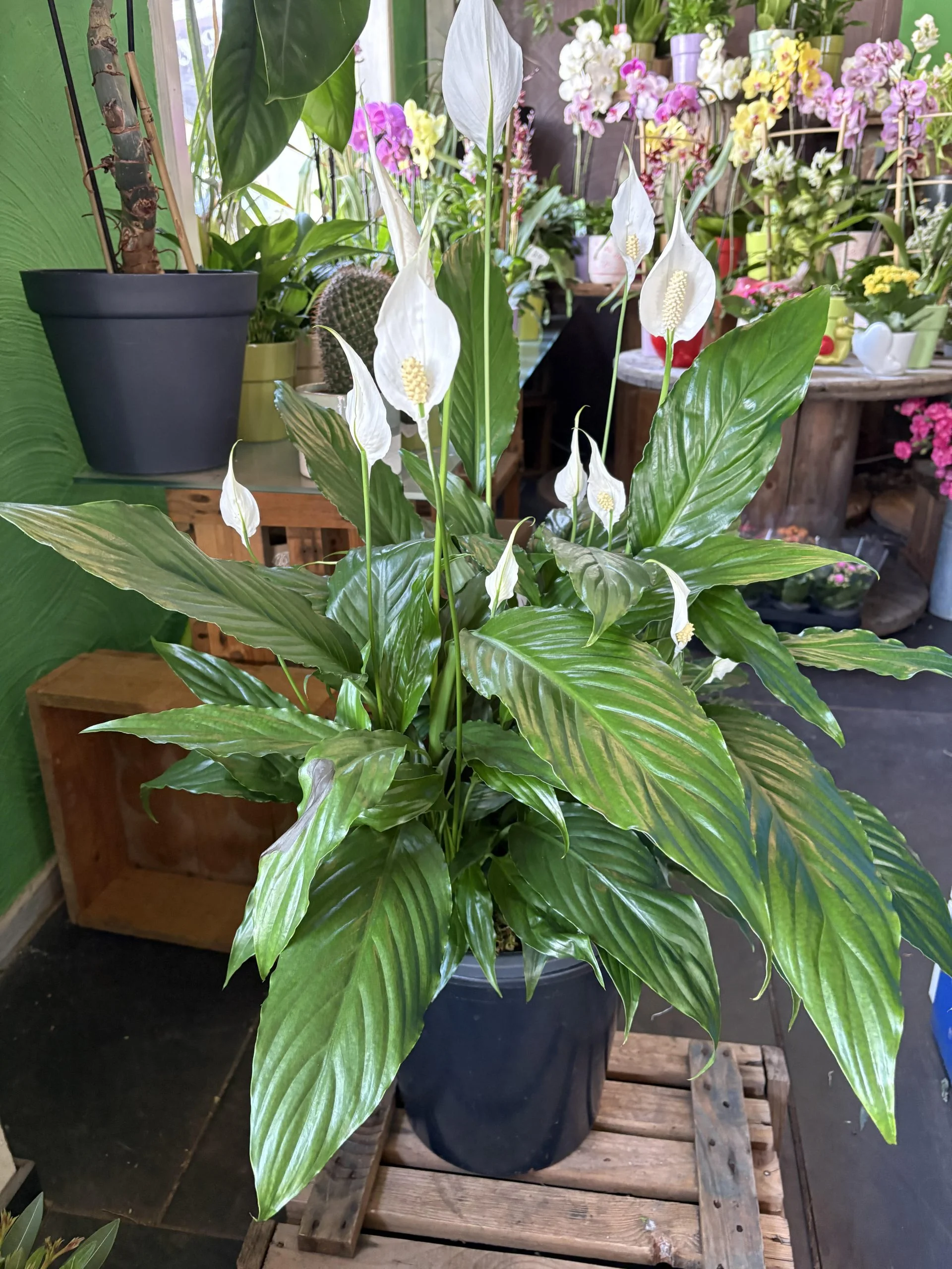Spathiphyllum 90 cm de hauteur ( fleur de lune ), par Coeur de Fleur, fleuriste à Gembloux