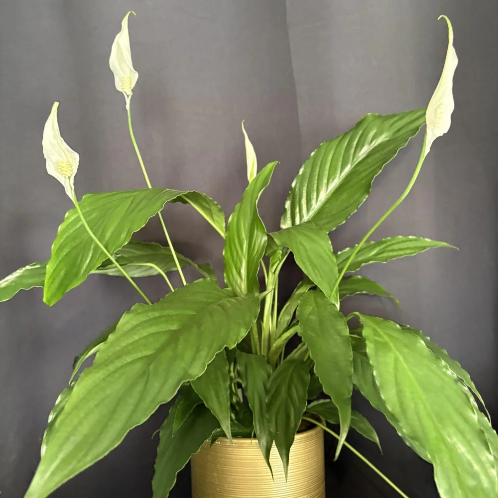 Spathiphyllum 60 cm de hauteur ( fleur de lune ), par Coeur de Fleur, fleuriste à Gembloux