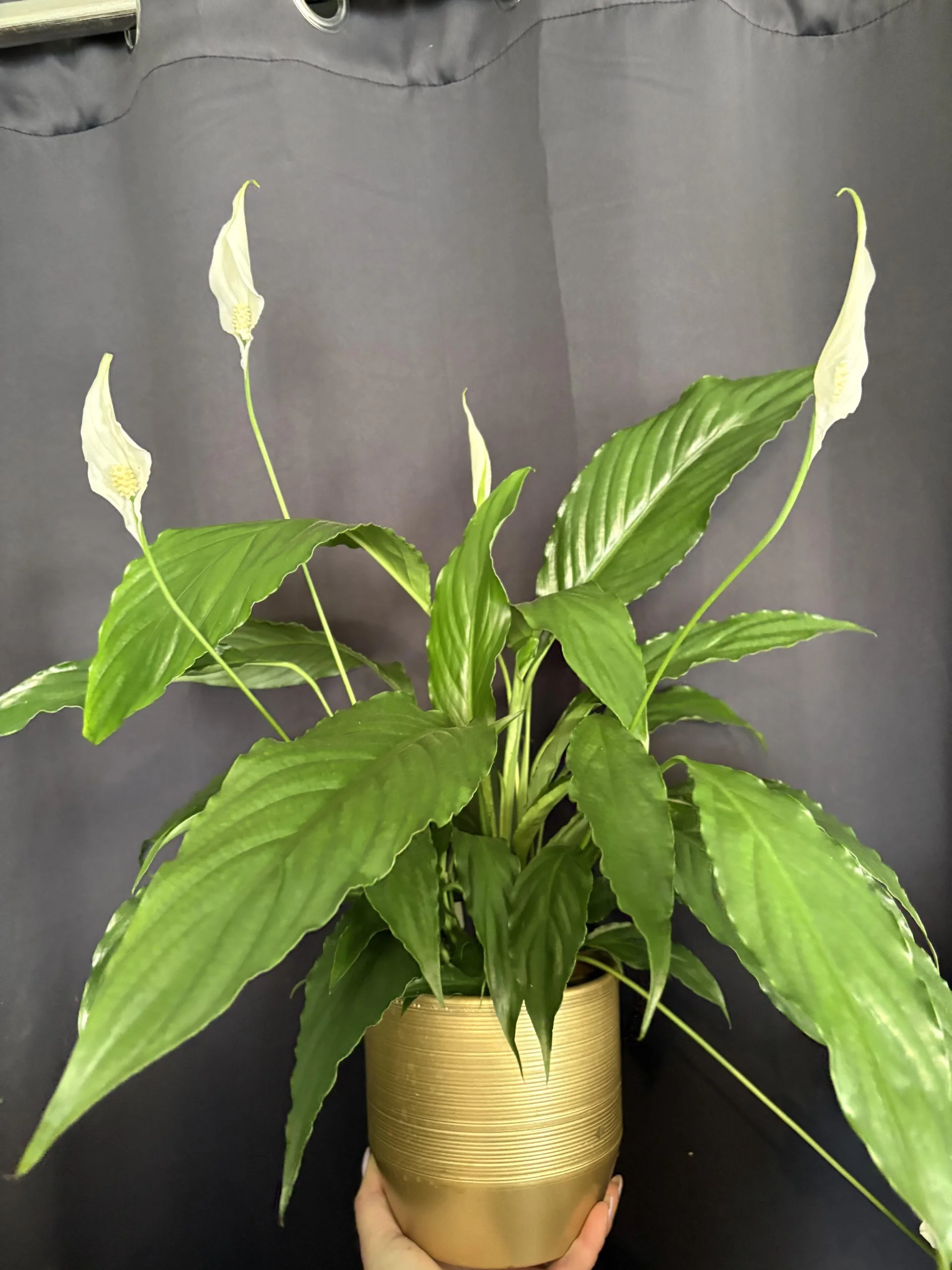 Spathiphyllum 60 cm de hauteur ( fleur de lune ), par Coeur de Fleur, fleuriste à Gembloux