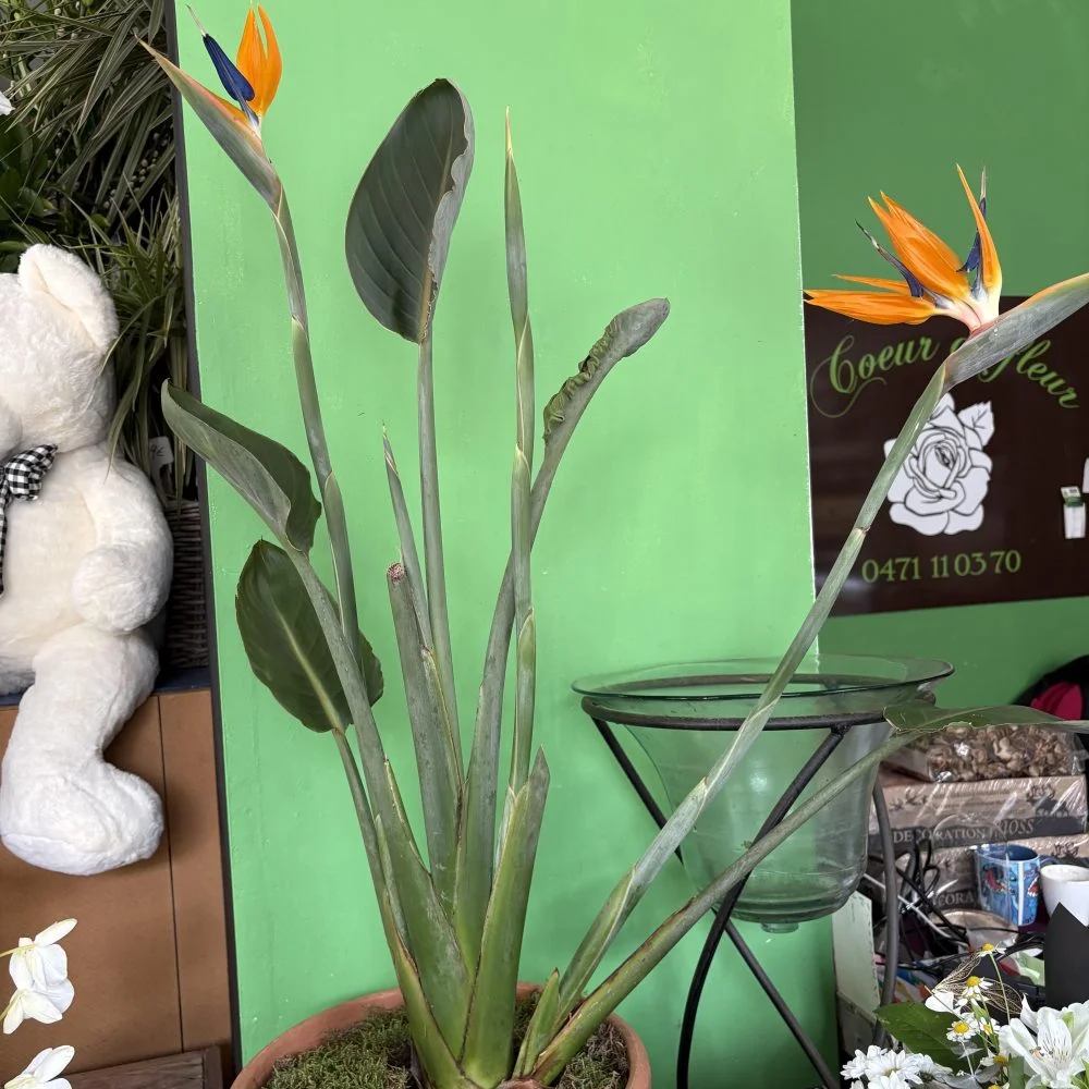 Strelitzia reginae 1 mètre 10, par Coeur de Fleur, fleuriste à Gembloux