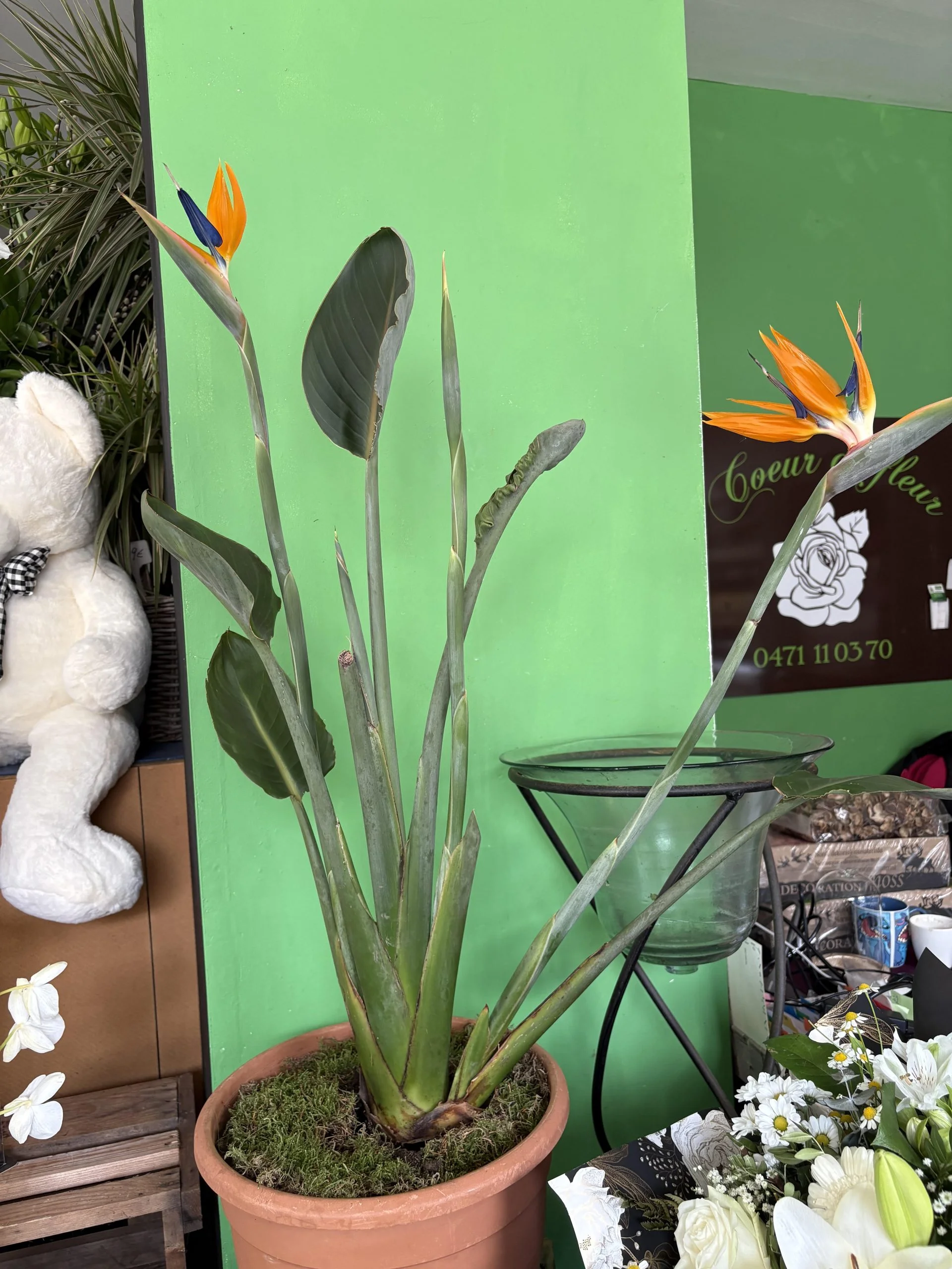 Strelitzia reginae 1 mètre 10, par Coeur de Fleur, fleuriste à Gembloux