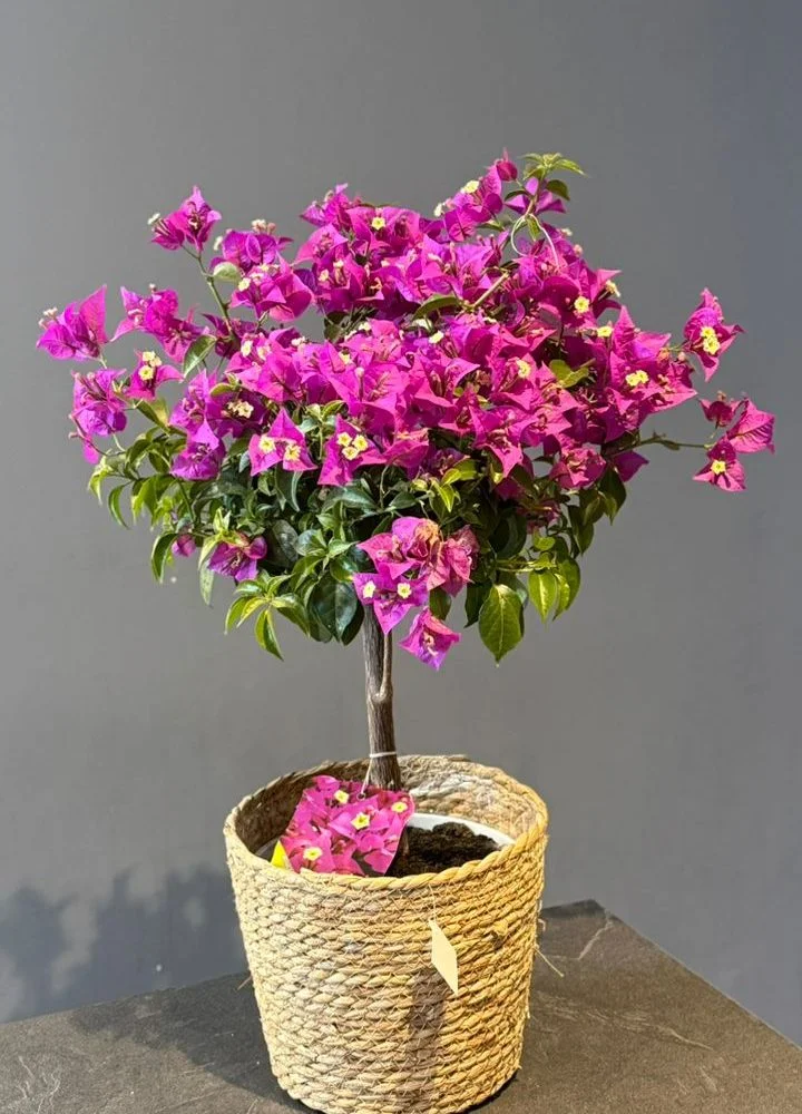 Bougainvillier, par Les fleurs de Célony, fleuriste à Aix-en-Provence