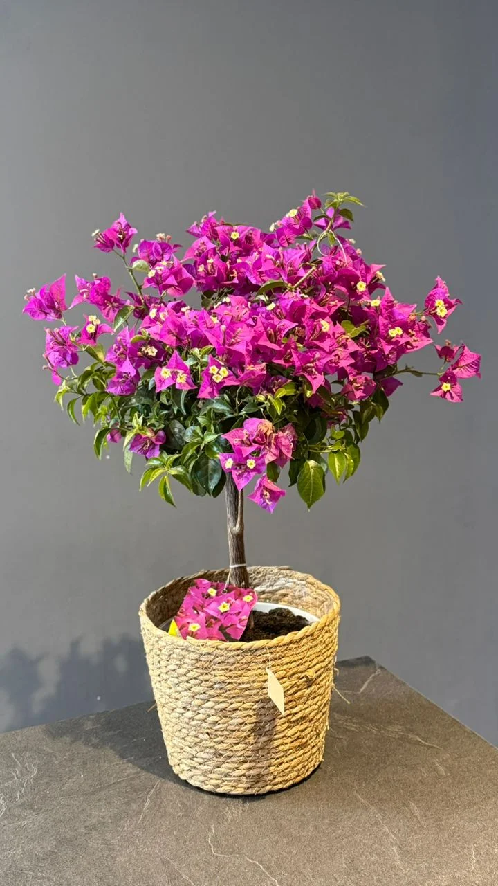 Bougainvillier, par Les fleurs de Célony, fleuriste à Aix-en-Provence