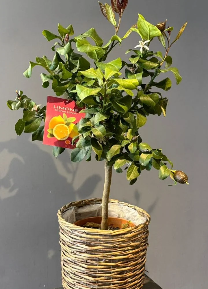 Citronnier – Citrus limon, par Les fleurs de Célony, fleuriste à Aix-en-Provence