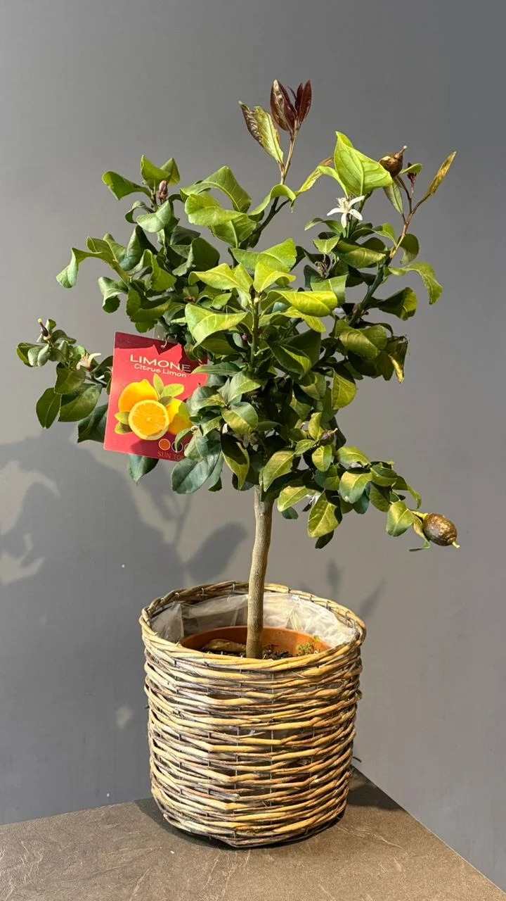 Citronnier – Citrus limon, par Les fleurs de Célony, fleuriste à Aix-en-Provence