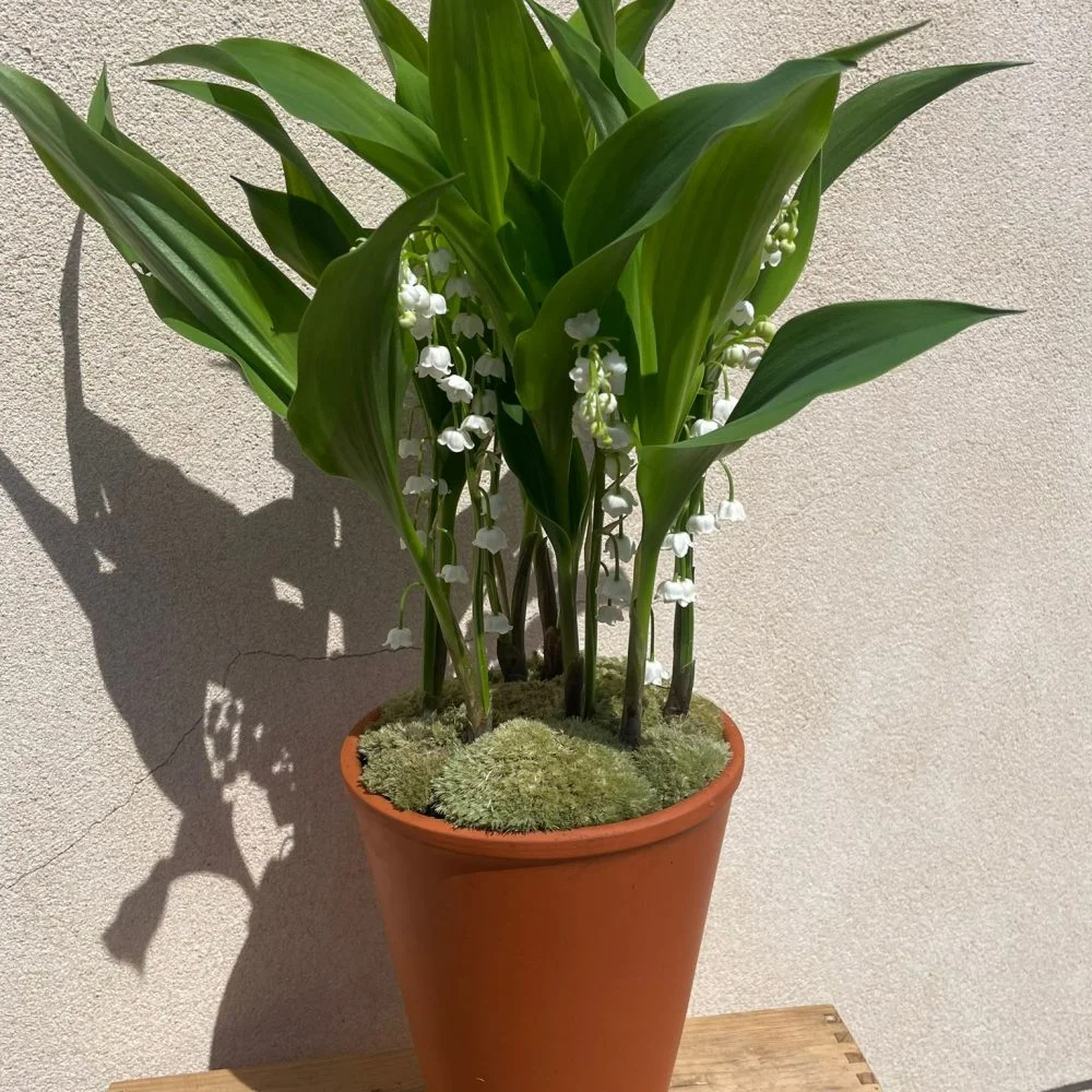 Pot de Muguet 7griffes, par Le Jardin de O'hara, fleuriste à Pontoise