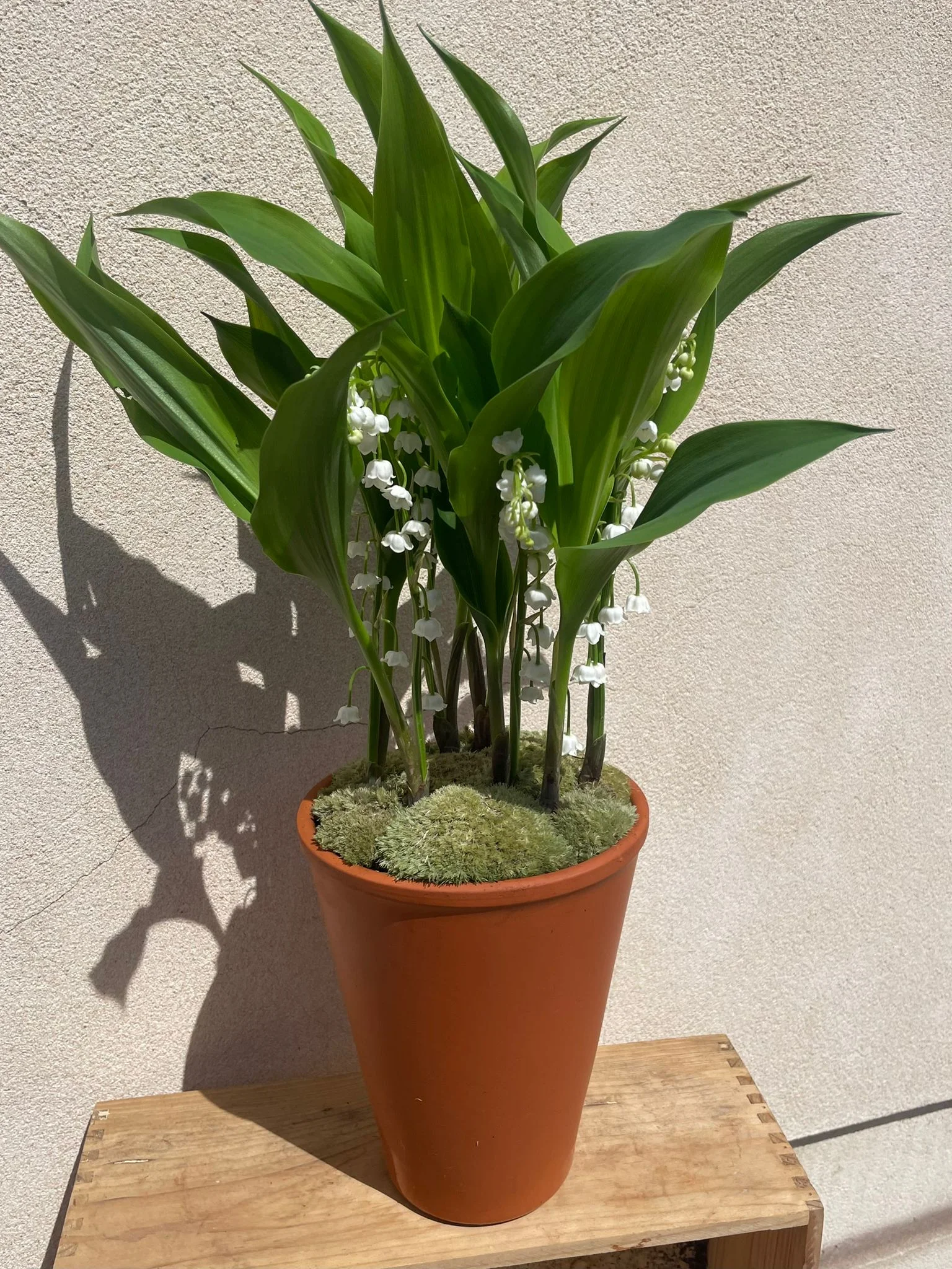 Pot de Muguet 7griffes, par Le Jardin de O'hara, fleuriste à Pontoise