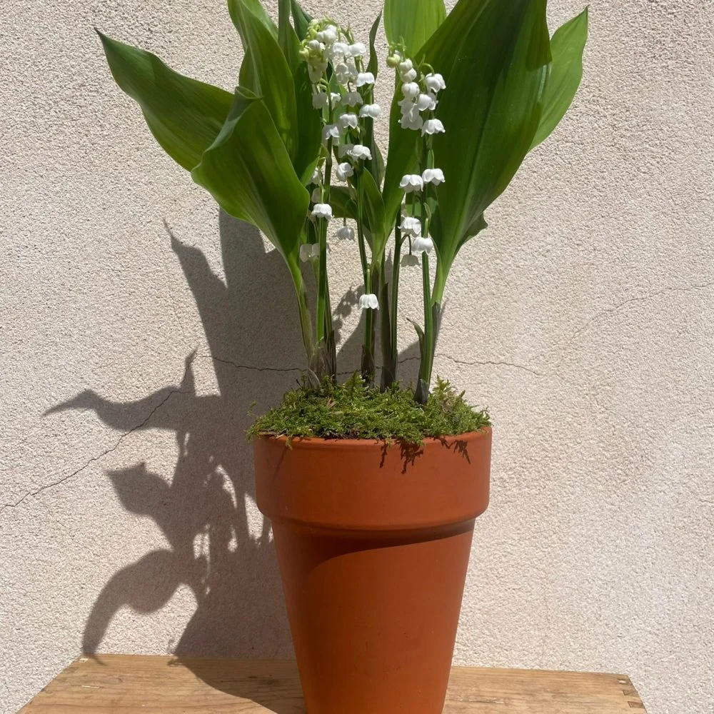 Pot de Muguet 5 griffes, par Le Jardin de O'hara, fleuriste à Pontoise