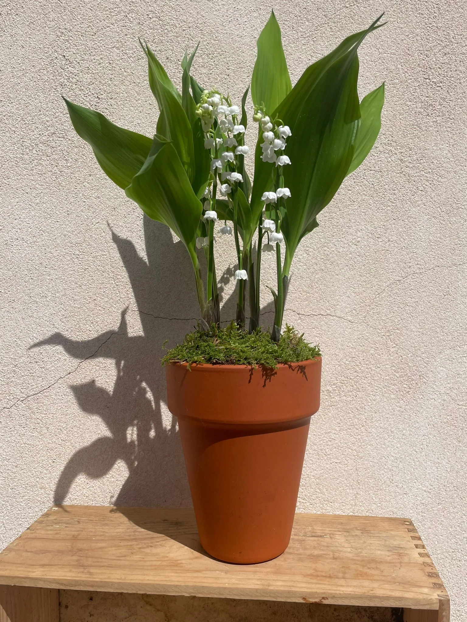 Pot de Muguet 5 griffes, par Le Jardin de O'hara, fleuriste à Pontoise