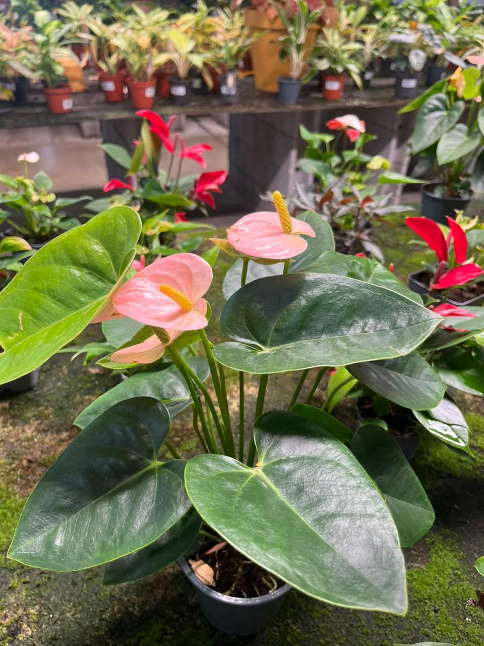 Anthurium, par Passion Florale by Lili-fleurs, fleuriste à Le Moule