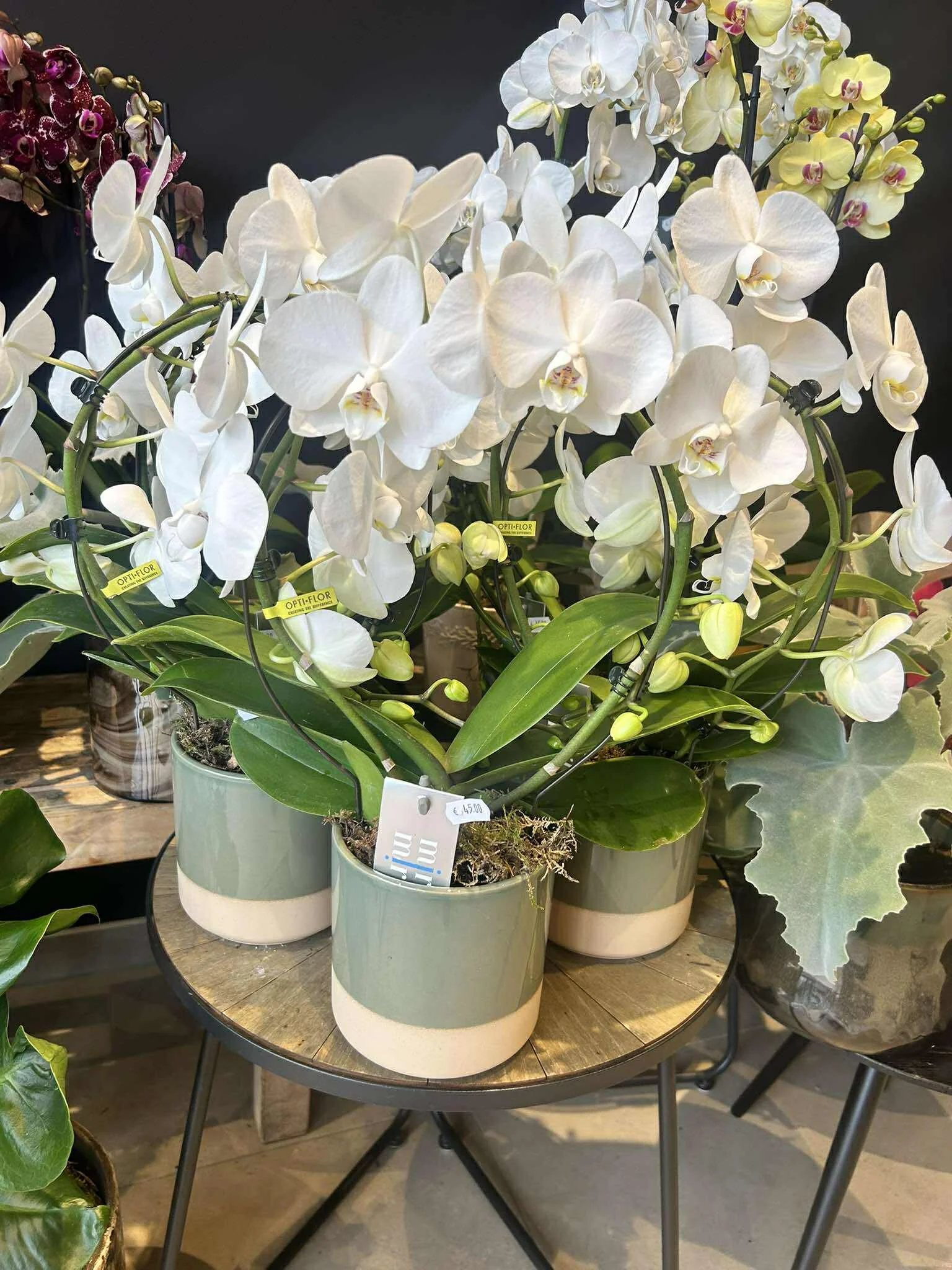 Orchidée, par Mr. le Fleuriste, fleuriste à Brunehaut