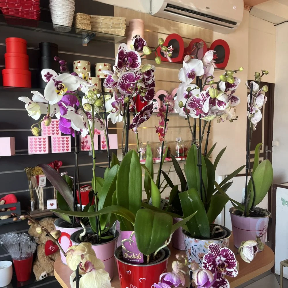 Orchidée plante, par Passion Florale by Lili-fleurs, fleuriste à Le Moule