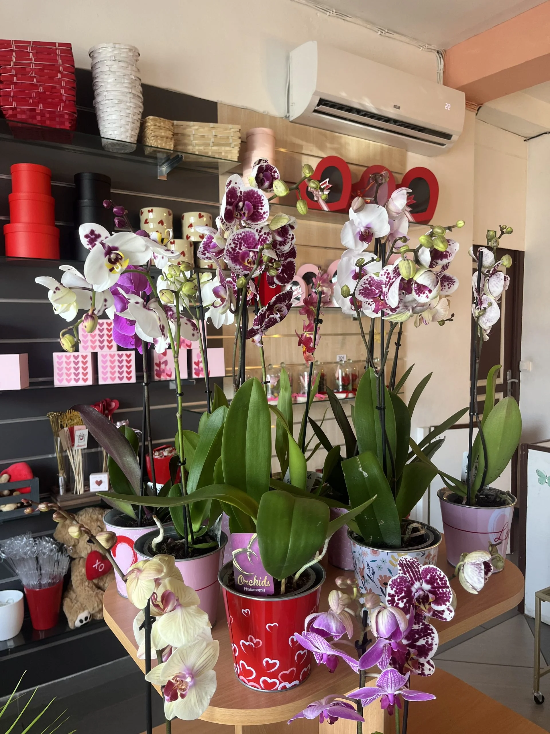 Orchidée plante, par Passion Florale by Lili-fleurs, fleuriste à Le Moule