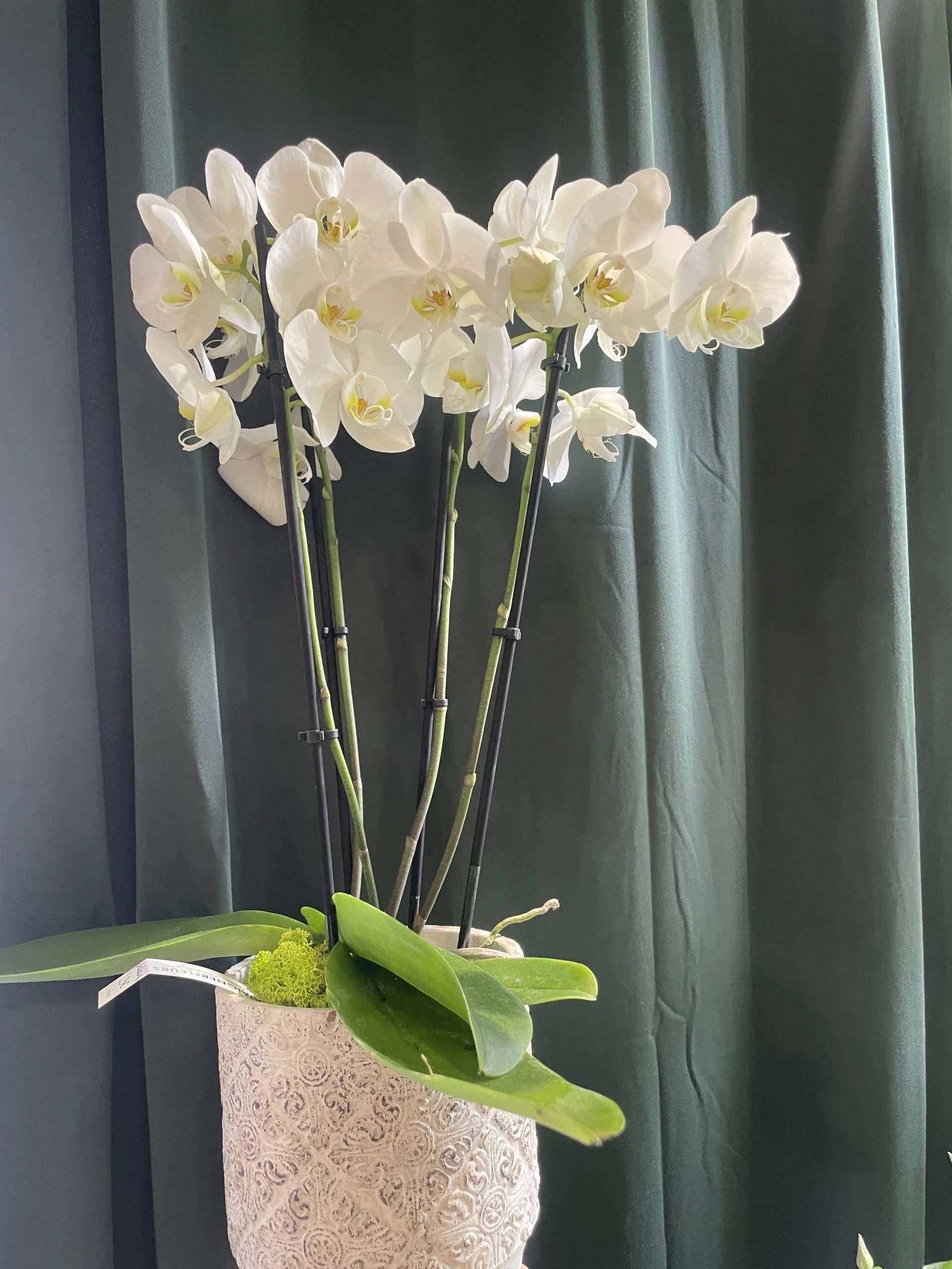 Orchidée 3 branches avec pot céramique, par Chataigner Fleurs, fleuriste à Angers