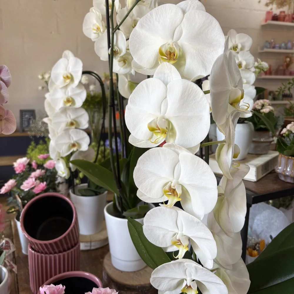 Orchidée en pot, par Passiflore Atelier & Boutique, fleuriste à Serris
