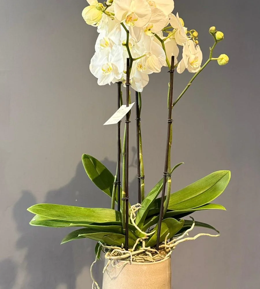 Orchidée 4 branches avec le pot, par Les fleurs de Célony, fleuriste à Aix-en-Provence