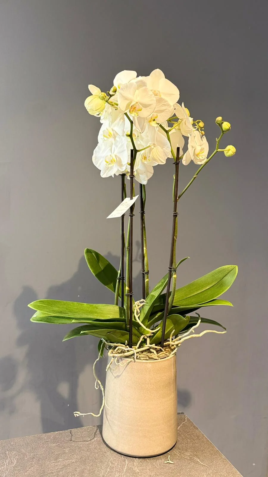 Orchidée 4 branches avec le pot, par Les fleurs de Célony, fleuriste à Aix-en-Provence